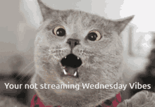 Wednesday Vibes Stream GIF - Wednesday Vibes Stream Vibes GIFs