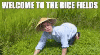 welcome to the ricefields