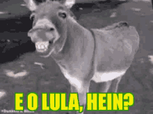 pt lula hein donkey funny teeth eo lula hein