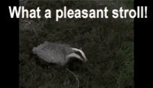 Badger Mouse GIF - Badger Mouse GIFs