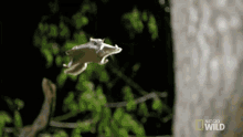 Flying Squirrel The Cutest Flying Rodent GIF - Flying Squirrel The Cutest Flying Rodent Super Squirrel GIFs