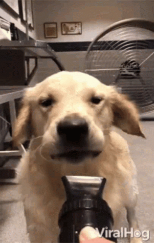 puppy dog face gif