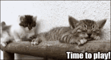 Funny Animals Cat GIF - Funny Animals Cat Time To Play GIFs