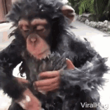Viralhog Monkey GIF - Viralhog Monkey Chimpanzee GIFs