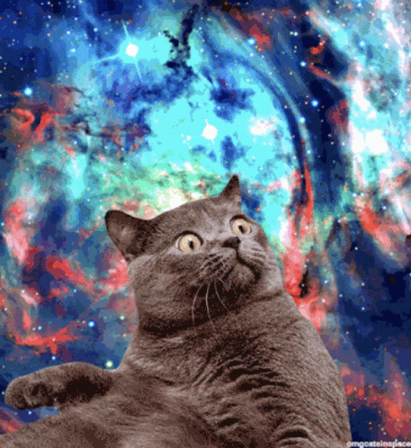Space Kitten GIF - Space Kitten Galaxy GIFs