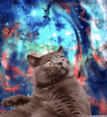 cat galaxy