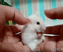Delayed... Surprise GIF - Pet Small Mouse GIFs
