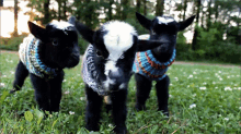Goat Shake GIF - Goat GIFs