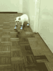 Don'T Draw Any Attention To Yourself.... Just Act Normal. GIF - Cat Tiptoing Act Normal GIFs