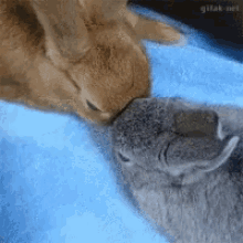bunny rabbit cute animals pets