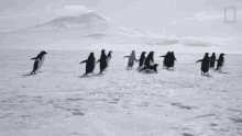 penguins marching