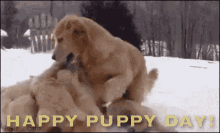 Happy Puppy Day GIF - National Puppy Day GIFs