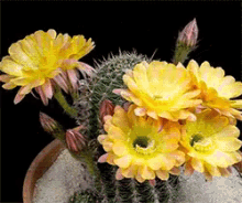 Bloom GIF - Flowers Pretty Cactus GIFs