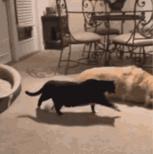 Cat Dog GIF - Cat Dog Sleep GIFs