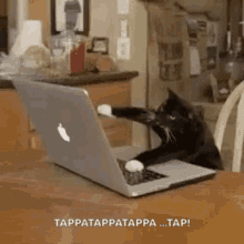 Typing Cat GIFs | Tenor