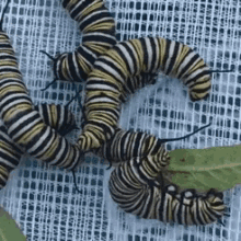 Bugs Caterpillars GIF - Bugs Caterpillars Insects GIFs