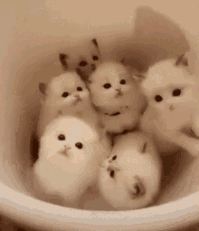 Kittens Bucket GIF - Kittens Bucket Litter GIFs