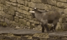 goat excited happy jumping
