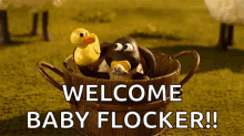 Baby Sheep Duckling GIF - Baby Sheep Duckling Bucket GIFs