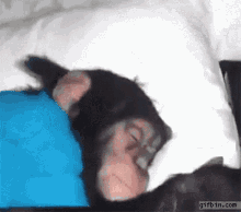 monkey-sleeping.gif