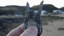 Turtle Waving GIF - Turtle Waving Baby Turtle GIFs