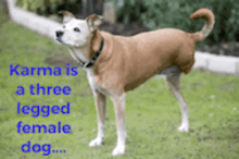 karma three legged female dog with rabies dogs