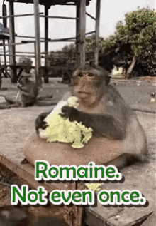 Romaine Not Even Once GIF - Romaine Not Even Once Romaine Lettuce GIFs