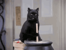 Spoopy Cat GIF - Spoopy Cat Cay GIFs