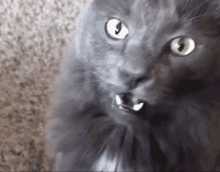 Cat Grey Cat GIF - Cat Grey Cat Weird Cat GIFs