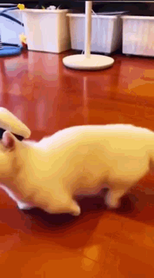 Cat Funnycat GIF - Cat Funnycat Do Not The Cat GIFs
