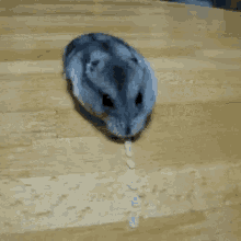 Hamster Eating GIF - Hamster Eating Cute GIFs