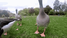 Goose Greylag GIF - Goose Greylag Greylag Goose GIFs