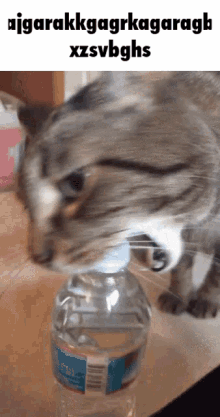 Cat Cat Chewing Bottle GIF - Cat Cat Chewing Bottle Water Bottle GIFs