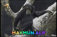 Maymun Alp Monkey GIF - Maymun Alp Alp Maymun GIFs