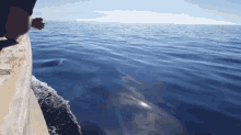 Dolphins Ocean Latino Outdoors Trails Hike Outdoors Nature GIF - Dolphins Ocean Latino Outdoors Trails Hike Outdoors Nature Victoria Falls Mosi Oa Tunya GIFs