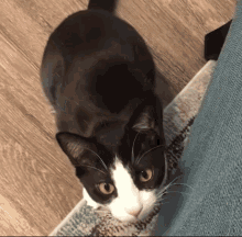 Cat Jump Cats Of The Internet GIF - Cat Jump Jump Cat GIFs