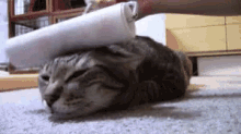 Cat Massage GIF - Cat Massage Paint Roller GIFs