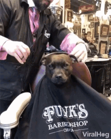 Grooming Funks Barbershop GIF - Grooming Funks Barbershop Dog Care GIFs
