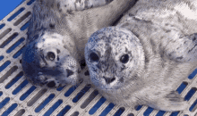 Baby Seal Snuggle GIF - Baby Seal Snuggle Snuggles GIFs