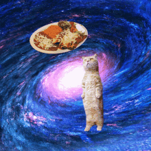space cat enchiladas