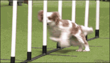 Fail Dog GIF - Fail Dog Training GIFs