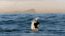 Whale Time GIF - Sharks Ocean Slomo GIFs