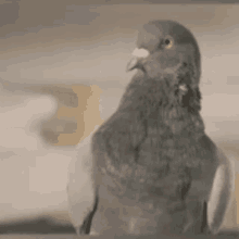 Pigeon Muchacho GIF - Pigeon Muchacho Saaq GIFs