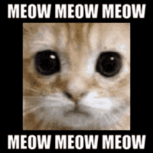 Meow Meow Meow Meow GIF - Meow Meow Meow Meow Cat Cube GIFs