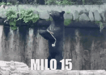 Milo Milo15 GIF - Milo Milo15 Bear GIFs