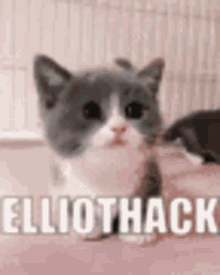 Elliot Elliothack GIF - Elliot Elliothack Cat GIFs