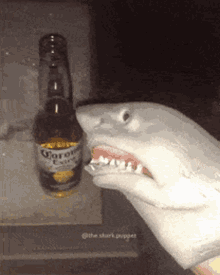Shark Puppet Corona GIF - Shark Puppet Corona Drinking GIFs