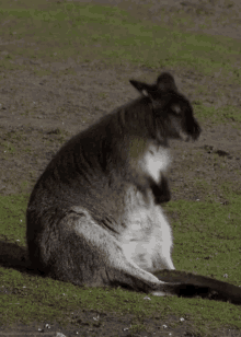 kangaroo adorable dance feelin it