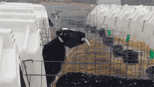Snowing Cow GIF - Snowing Cow Licking GIFs