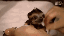 Awww Baby Sloth GIF - Awww Baby Sloth Cute Animal GIFs